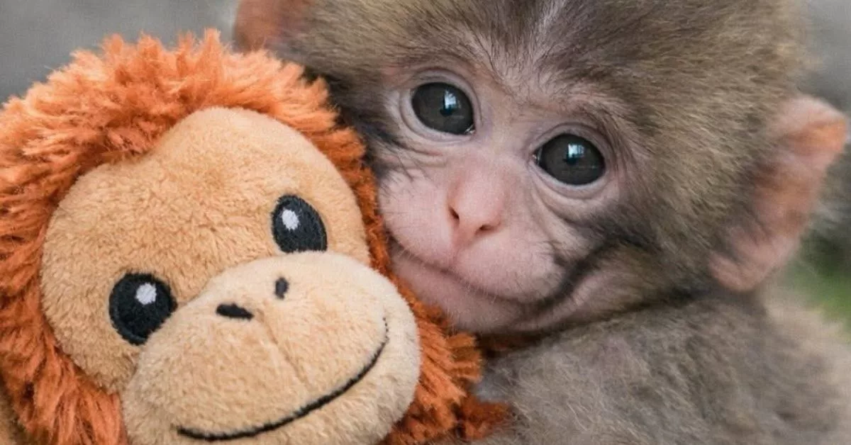 baby monkey viral video, Japan zoo viral video, monkey bullying at zoo, animal welfare outrage, Japan zoo controversy, baby monkey punched video, viral zoo incident Japan, animal abuse viral clip, monkey attack video, zoo animal safety concerns, social media animal outrage, Japan zoo investigation, animal rights activism, monkey enclosure incident, wildlife protection debate, viral animal cruelty video, zoo management controversy, monkey dominance behavior, captive animal welfare, trending animal news 2026